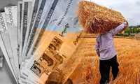 Закупки пшеницы государством в Иране достигли 7,6 млн тонн
