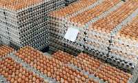 Экспорт яиц из Восточного Азербайджана вырос на 79 процентов и охватил 9 стран