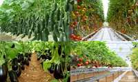 Четырёхкратный рост экспорта тепличной продукции провинции Маркази на рынки Центральной Азии и Персидского залива