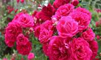 Национальная конференция Иран страна дамасской розы