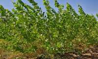 Выращивание тополя устойчивого к засолению и жаре путь к снижению импорта древесины и расширению зелёных насаждений