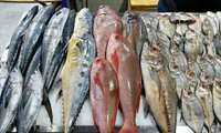 Рост производства морской рыбы в Иране достигнет 8 тысяч тонн к концу года