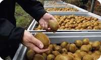 Экспорт киви и цитрусовых из Мазендеранской области превысил 95 тысяч тонн с начала сезона сбора урожая