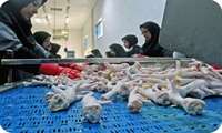 Экспорт 562 тонн куриных лап и когтей из Восточного Азербайджана за девять месяцев 1404 года