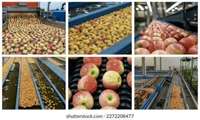Переработка яблок Боруджерда и развитие экспорта садовой продукции в Лурестане