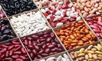 Новые селекционные сорта фасоли повышают урожайность в ИранеРезюме