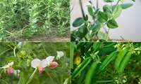 Кормовой нут может заменить часть кормовых культур на богарных землях Ирана