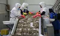 Из провинции Бушер экспортировано 26 тысяч тонн морепродуктов
