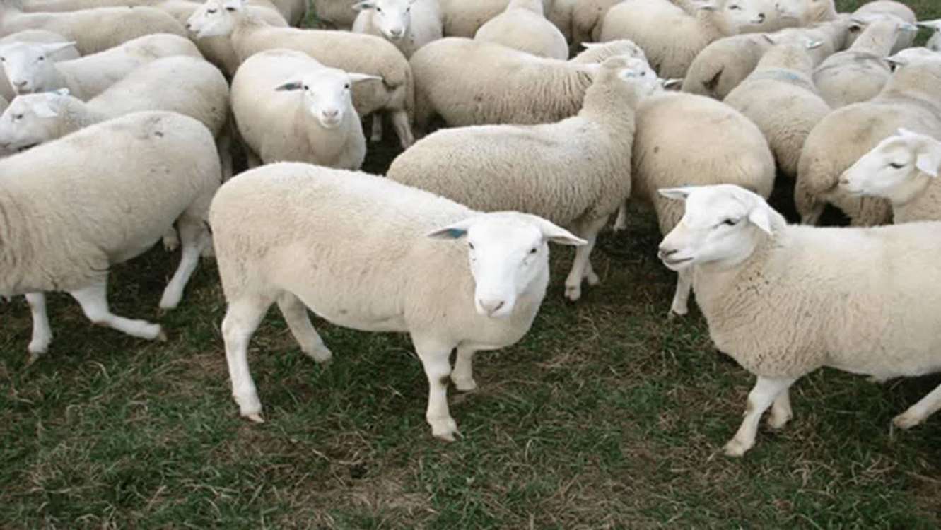 117 