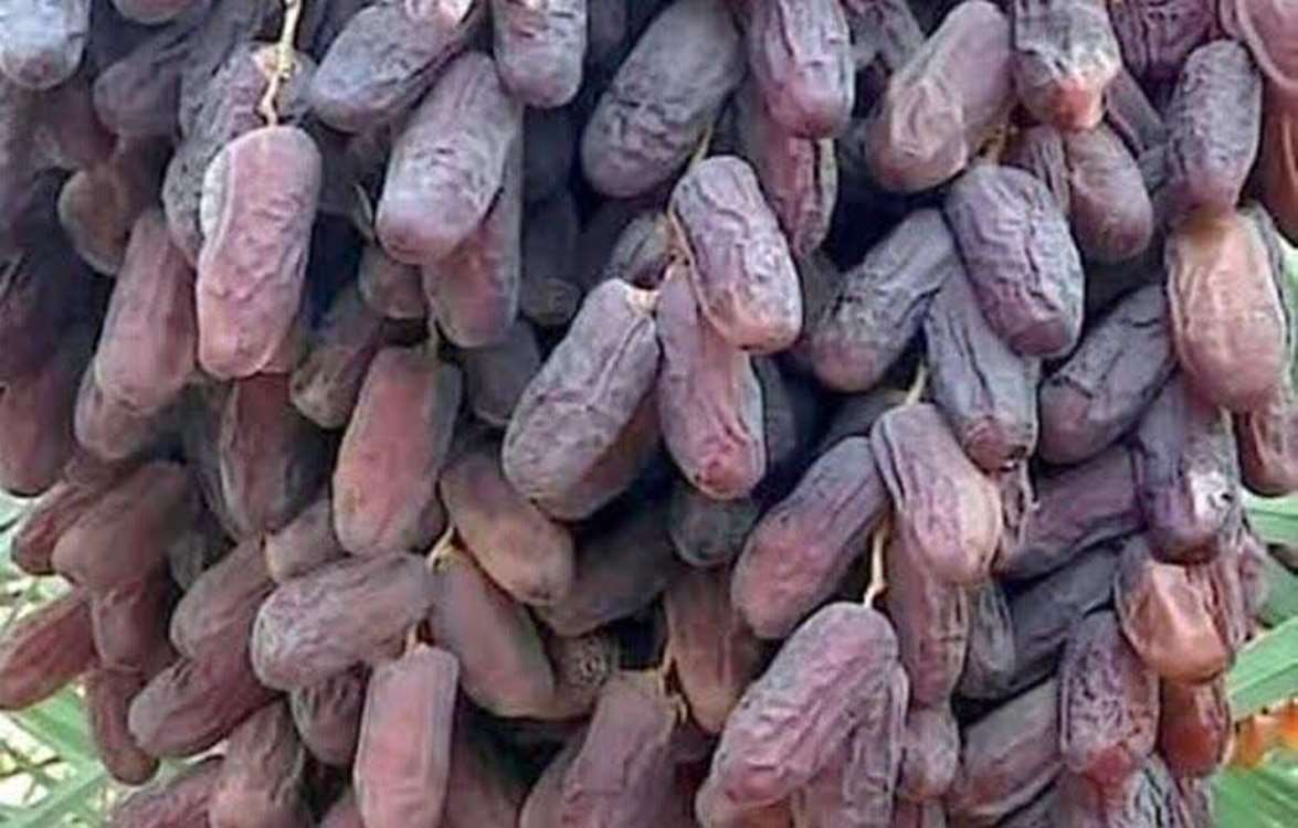 294 